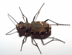 Cicindela sylvicola01.jpg