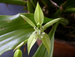 Coelogyne parishii.jpg