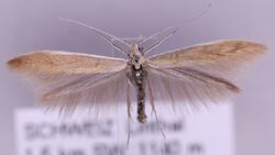 Coleophora niveicostella MM16595.jpg