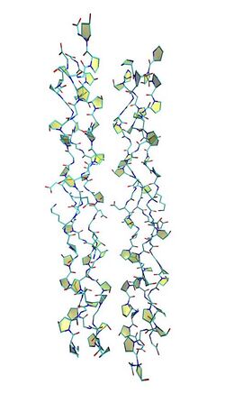 a molecular model of the collagen triple helix
