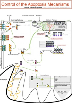 Control Of The Apoptotic Mechanisms