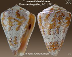 Conus cedonulli dominicanus 1.jpg