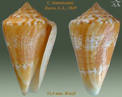 Conus lemniscatus 1.jpg