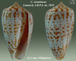 Conus stramineus 2.jpg
