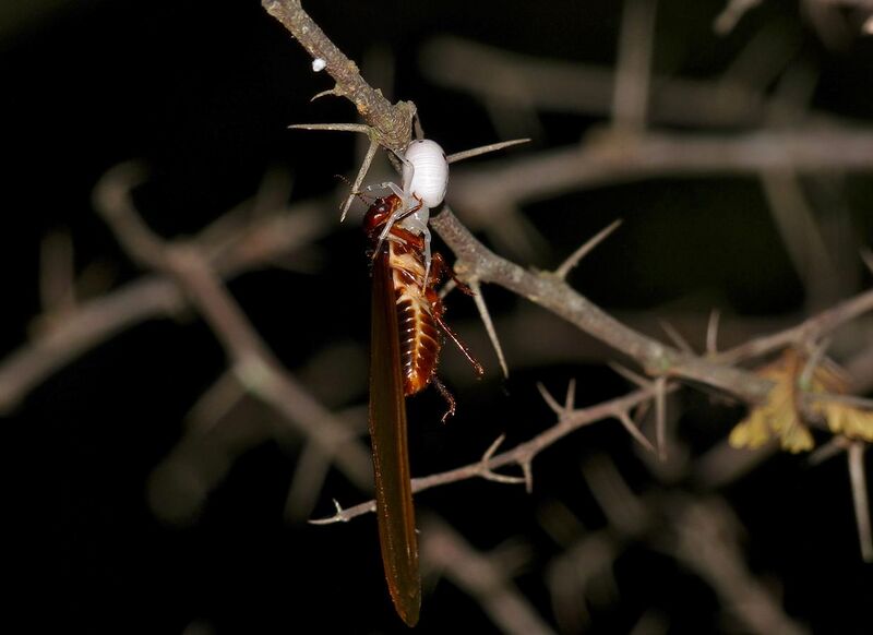 File:Crab Spider (Thomisidae) and Winged Termite prey (12640038823).jpg