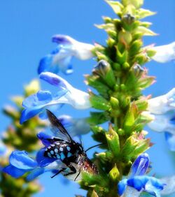 Cuckoo bee on bog sage blue.jpg