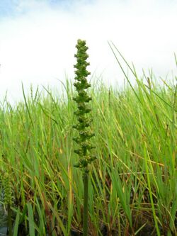 Cycnogeton procerum flowerhead1 - Flickr - Macleay Grass Man.jpg