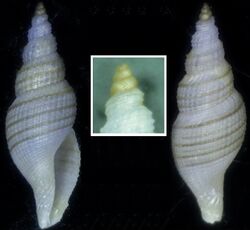 Daphnella aureola 003.jpg