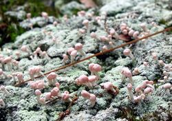 Dibaeis baeomyces pink earth lichen cropped.jpg