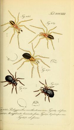 Die Arachniden (Plate CCCCXXXI) (8569448052).jpg