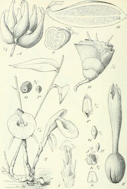 Die Pflanzenwelt Afrikas, insbesondere seiner tropischen Gebiete - Grundzge der Pflanzenverbreitung im Afrika und die Charakterpflanzen Afrikas (1910) (20752524208).jpg