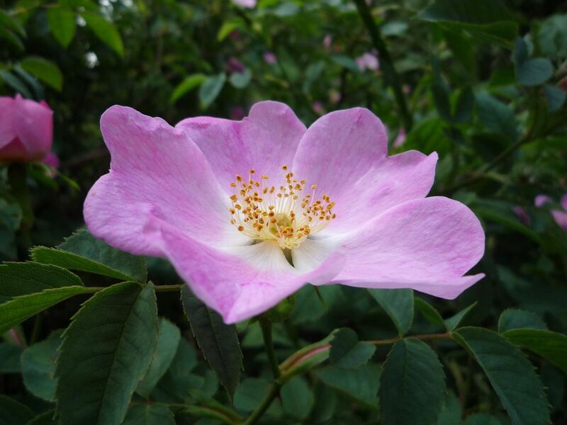 File:Dog Rose (Rosa canina).jpg
