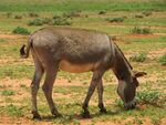 Donkey near Amboseli National Park.JPG