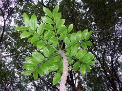 Dysoxylum pachyphyllum leaves.jpg
