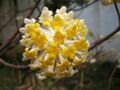 Edgeworthia chrysantha 01.JPG
