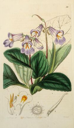 Edwards' botanical register, or, Ornamental flower-garden and shrubbery .. (1829-1847) (20554289563).jpg