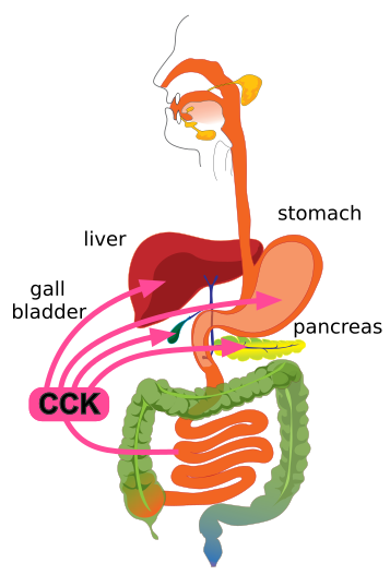 File:Effects of CCK on the gastrointestinal tract.svg