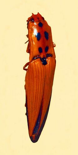 Elateridae - Semiotus insignis.JPG