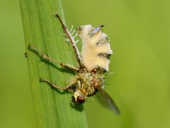 Entomophthora muscae on Scathophaga stercoraria (lateral view).jpg