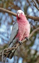A grey parrot with a pink underside and throat, and a white forehead