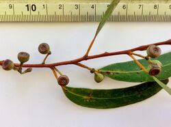 Eucalyptus racemosa - fruit.jpg