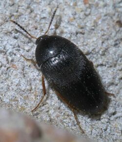 Eustrophopsis bicolor P1580697a.jpg