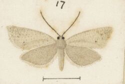 Fig 17 MA I437906 TePapa Plate-XLV-The-butterflies full (cropped).jpg