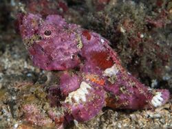 Flasher scorpionfish (Scorpaenopsis macrochir) (44878673244).jpg
