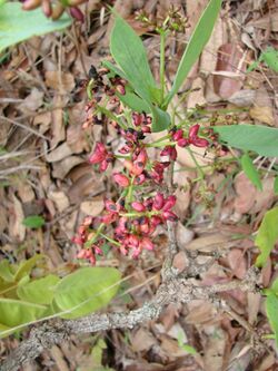 Flickr - João de Deus Medeiros - Neea theifera.jpg