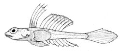 Foetorepus phasis (Bight stinkfish).gif