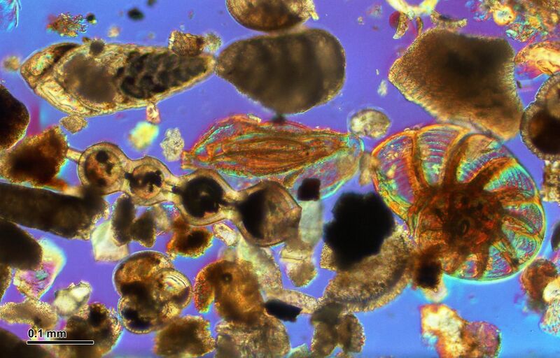 File:Foraminifera (265 36) Various.jpg
