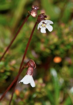 Forstera bellidifolia flowers.jpg