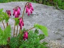 Fringed bleeding-heart buds2.jpg