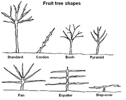 Fruittreeforms.png