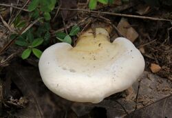 Ganoderma curtisii.jpg