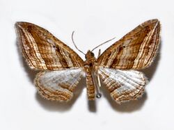 Geometridae - Scotopteryx vittistrigata.JPG