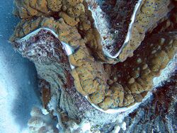 Giant clam detail.jpg