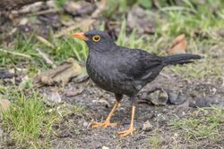 Great thrush (Turdus fuscater quindio) male Caldas.jpg