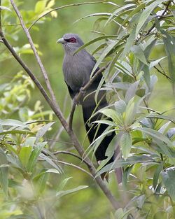 Green-billed Malkoha (Phaenicophaeus tristis).jpg