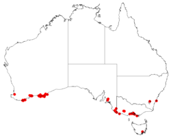 Hakea drupaceaDistMap40.png