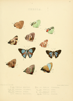 Illustrations Diurnal Lepidoptera 2 - Plate 31.png
