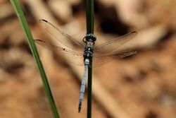 Julia skimmer dragonfly (Orthetrum julia) male.jpg