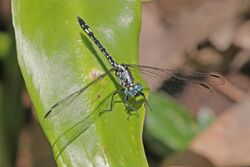 Junglewatcher (Neodythemis hildebrandti).jpg