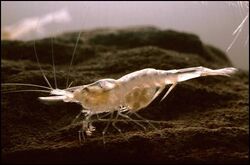 Kentucky cave shrimp (Palaemonias ganteri) (12434722624).jpg