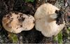 Lactarius musteus 73831.jpg