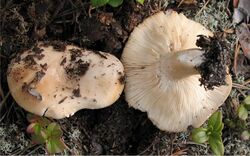 Lactarius musteus 73831.jpg