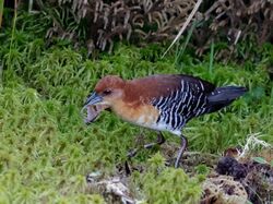 Laterallus xenopterus - Rufous-faced crake; Dourado, São Paulo, Brazil.jpg