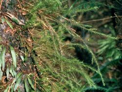 Long Moss Mount Gower.jpg