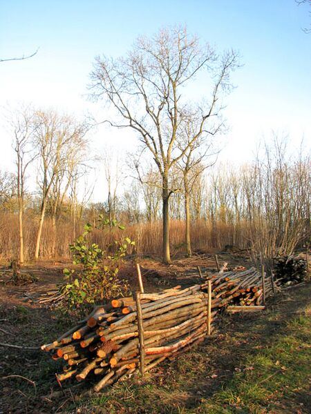 File:Lower Wood Nature Reserve - recent coppicing - geograph.org.uk - 1614970.jpg
