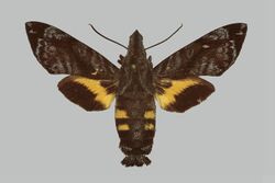 Macroglossum cadioui RB112 female up.jpg